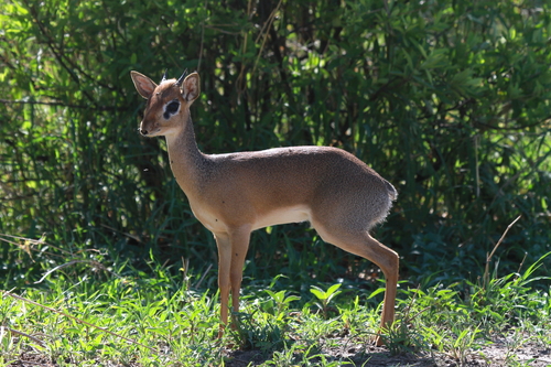 Thomas's Dik-dik