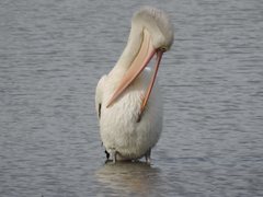 Pelecanus conspicillatus