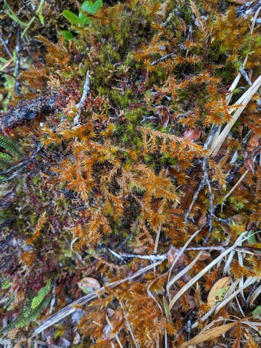 Trachypodopsis auriculata