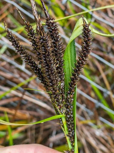 Carex kauaiensis