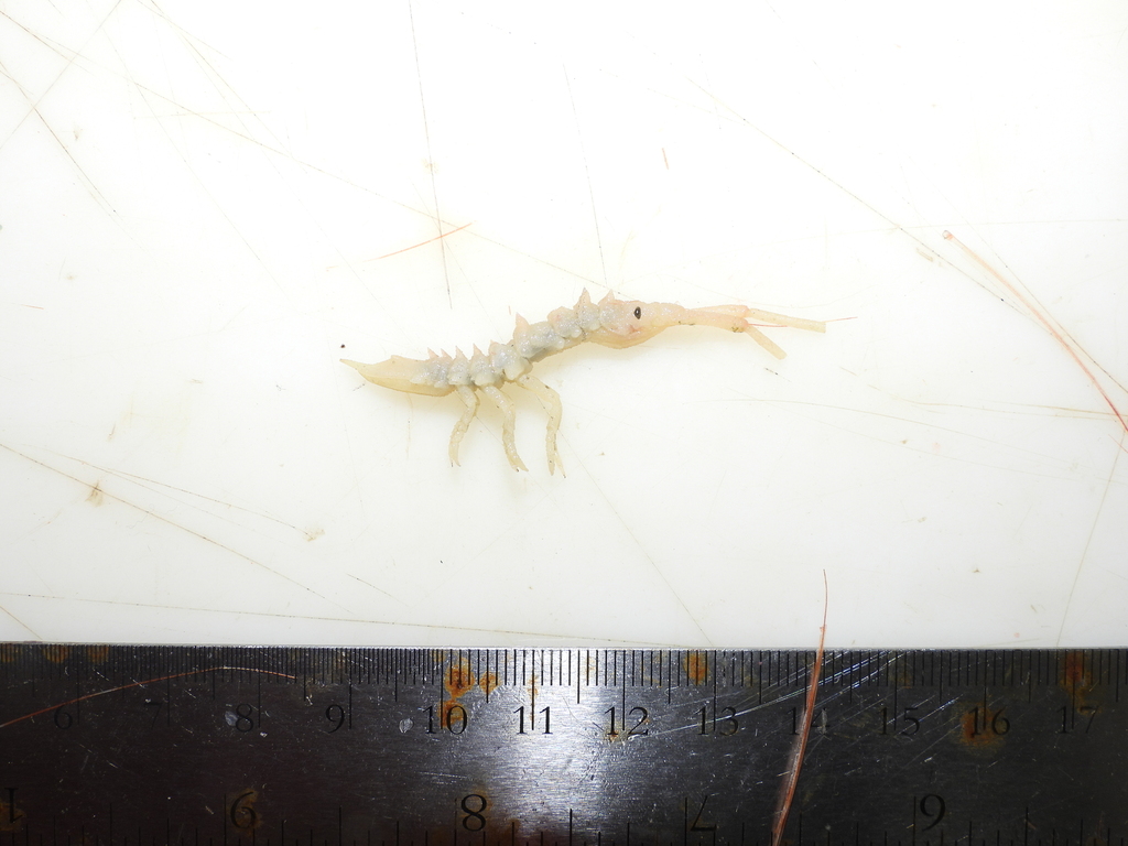 Arcturus baffini