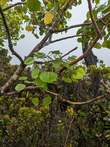 Cheirodendron dominii observed 2024-06-18