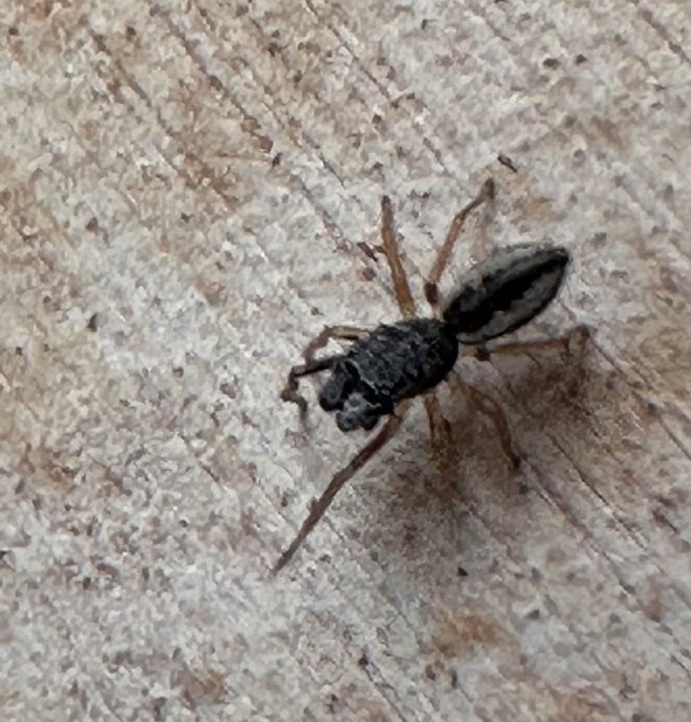 Sarinda cutleri