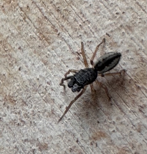 Sarinda cutleri