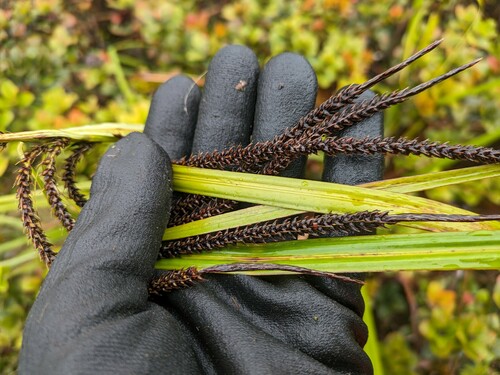 Carex kauaiensis observed 2024-06-18