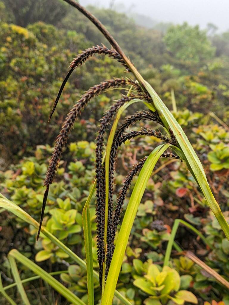 Carex kauaiensis