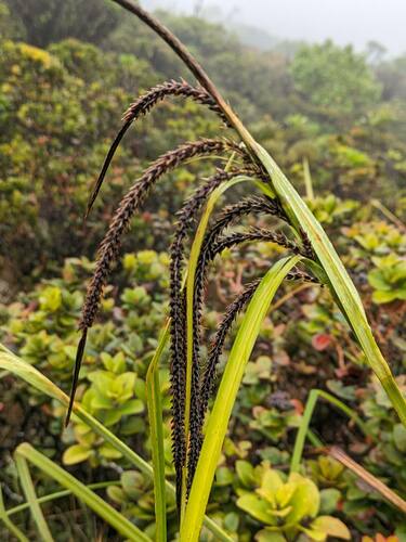 Kauai sedge (Carex kauaiensis)