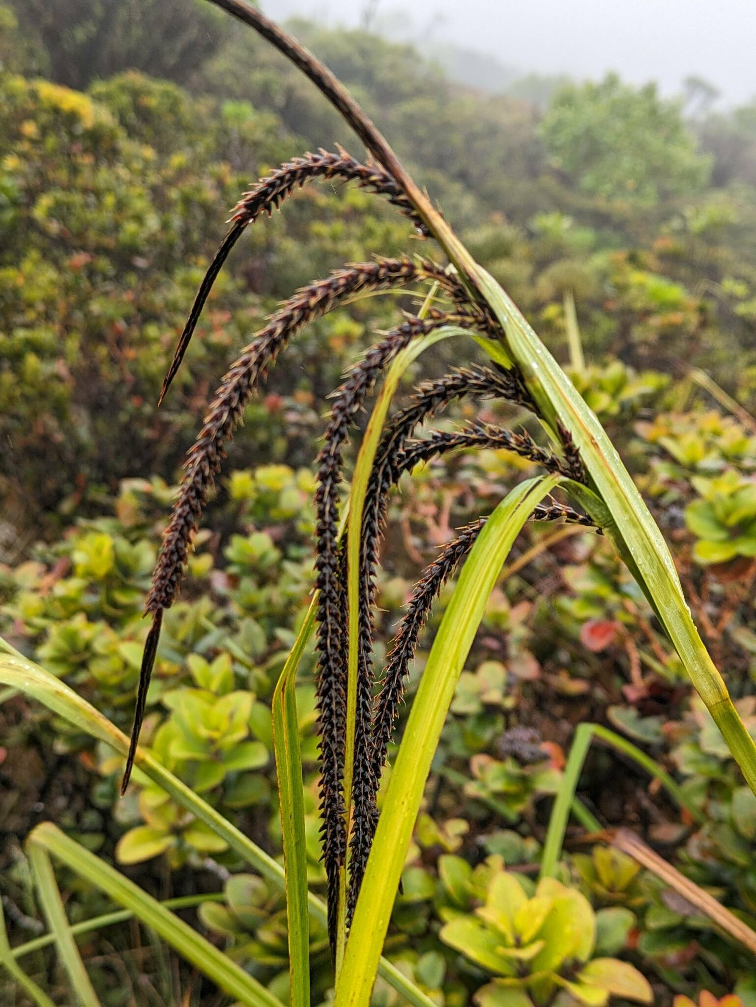 Carex kauaiensis