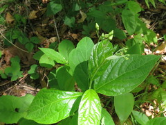 Vincetoxicum ascyrifolium