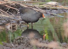 Gallinula tenebrosa