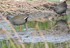 Gallinula tenebrosa