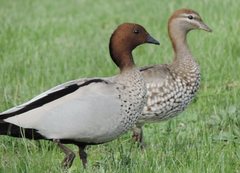Chenonetta jubata