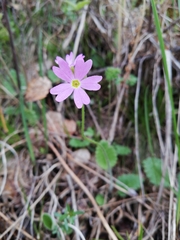 Primula cortusoides