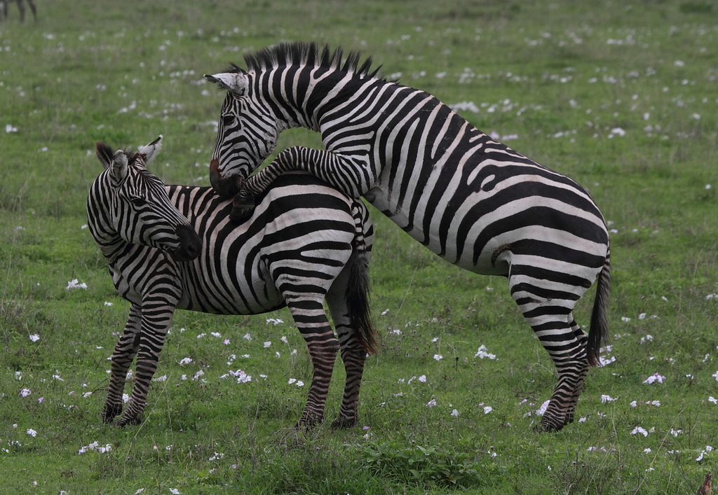 Grant's Zebra