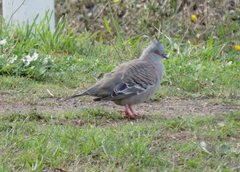 Ocyphaps lophotes