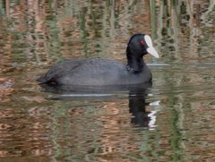 Fulica atra