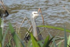 Egretta novaehollandiae