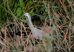 Egretta novaehollandiae
