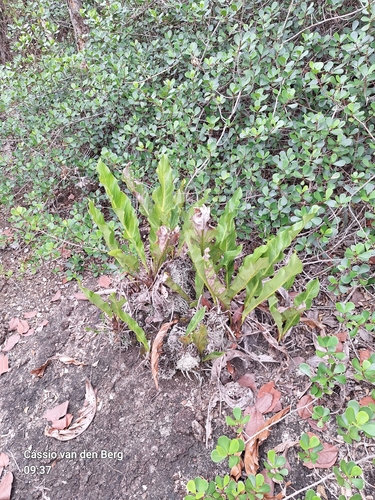 Anthurium affine