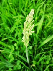 Poaceae