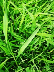 Poaceae