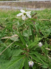 Anemonoides caerulea