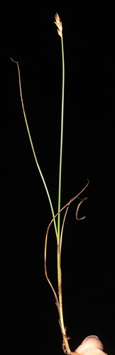 Image of Carex bonplandii by (c) Paúl Gonzáles, some rights reserved (CC BY)