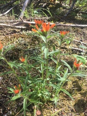 Castilleja hispida hispida