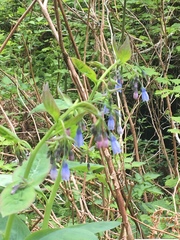 Mertensia paniculata