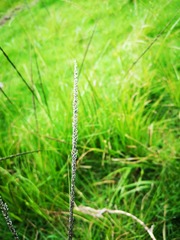 Poaceae