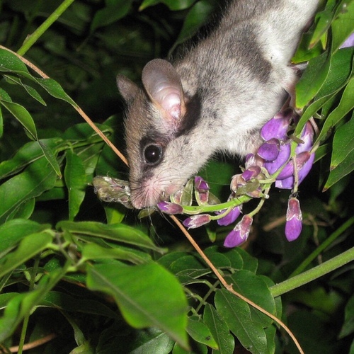 European Garden Dormouse