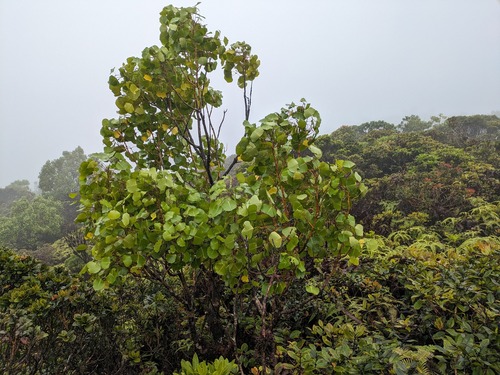 Cheirodendron dominii observed 2024-06-18