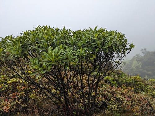 Alani Wai (Melicope waialealae)