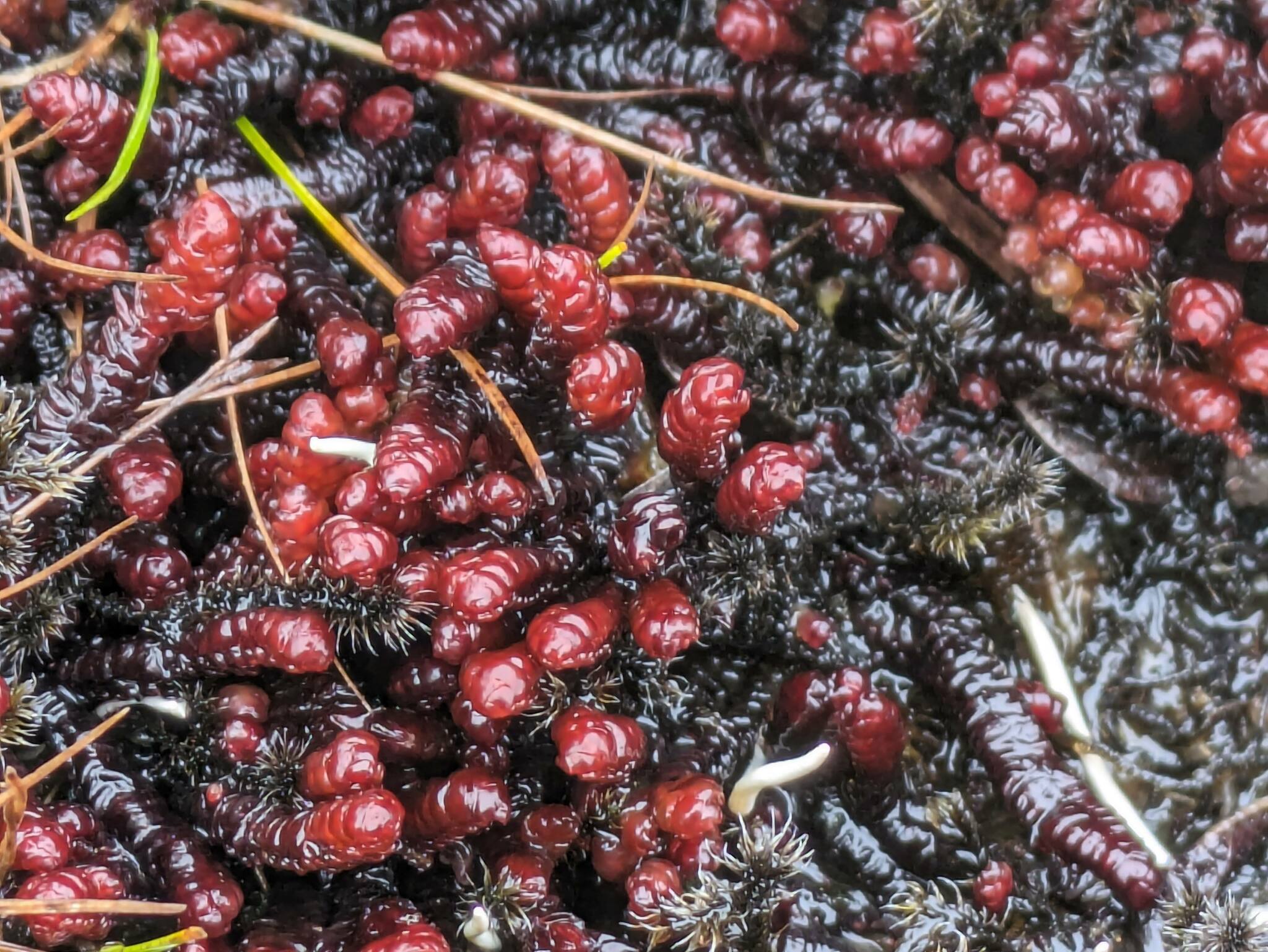 Pleurozia conchifolia