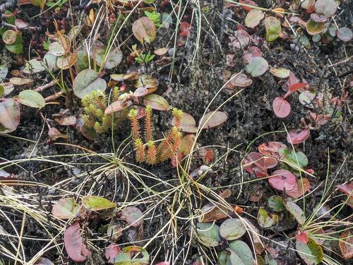 Huperzia erubescens observed 2024-06-18