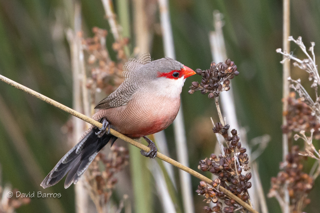 Common Waxbill photo