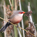 Common Waxbill - Photo (c) David Barros Cardona, some rights reserved (CC BY-NC), uploaded by David Barros Cardona