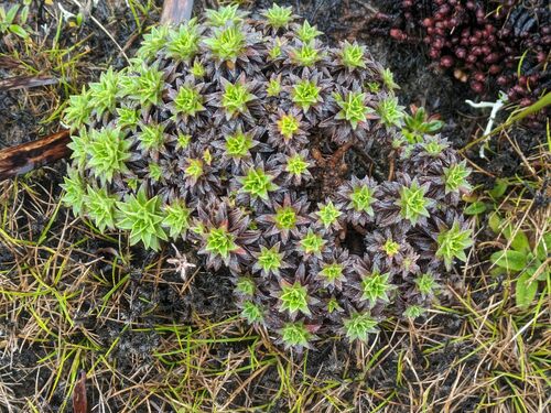 Dubautia waialealae observed 2024-06-18