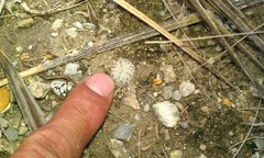 Turbinicarpus pseudopectinatus