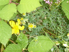 Hypericum olympicum, photograph (c) jamie-aa, some rights reserved (CC BY)