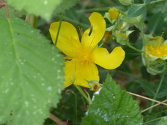 Hypericum olympicum, photograph (c) jamie-aa, some rights reserved (CC BY)