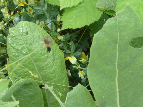 Hypericum olympicum, photograph 3