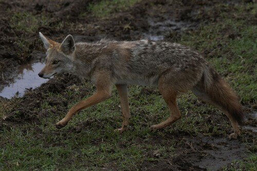 African Golden Wolf