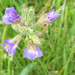 Polemonium occidentale