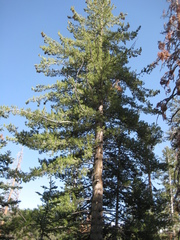 Pinus monticola