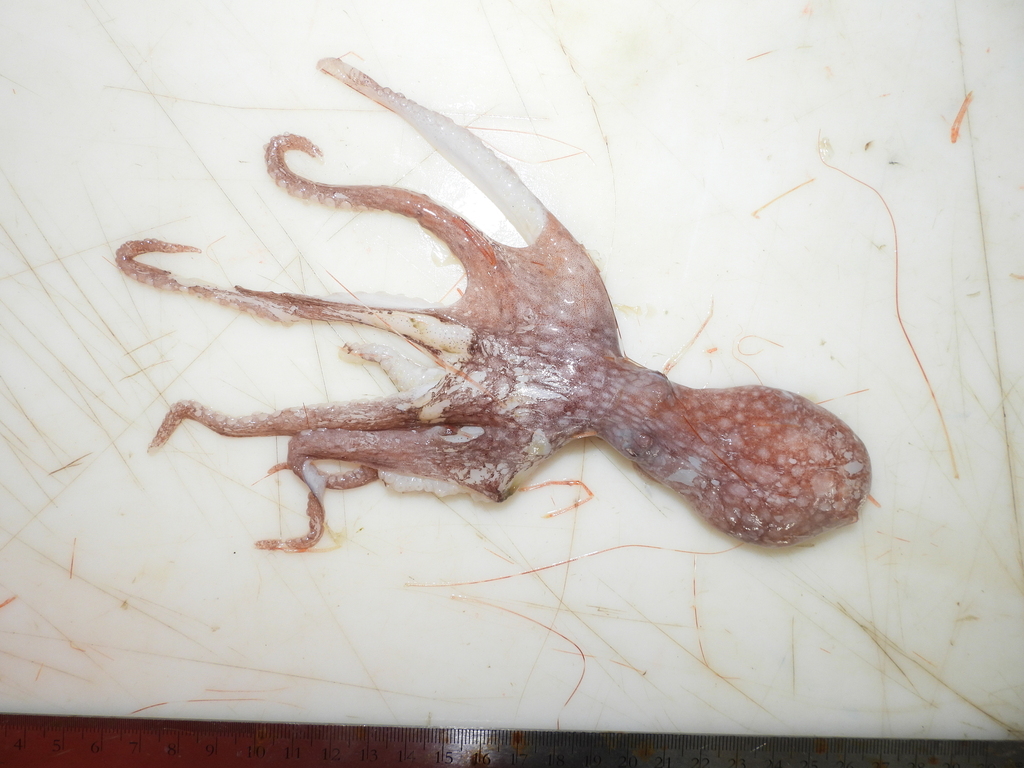spoonarm octopus