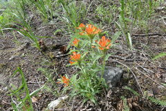 Castilleja hispida hispida