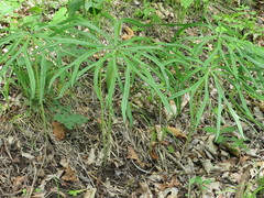 Syneilesis aconitifolia