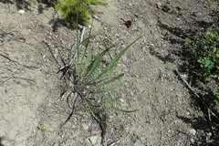 Crepis occidentalis