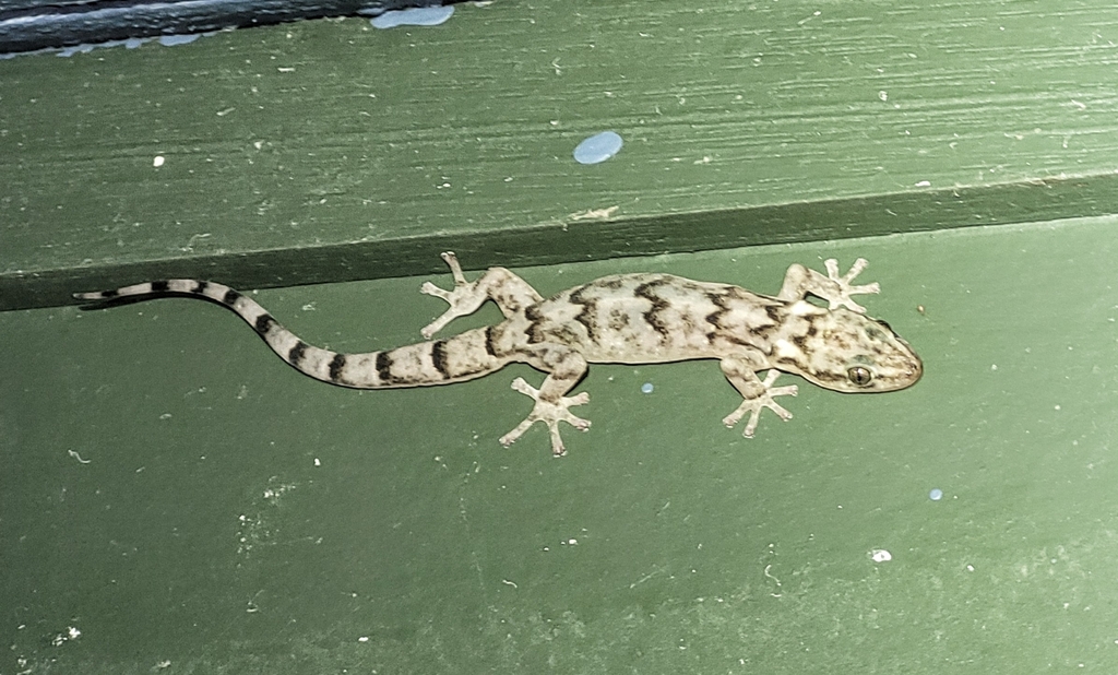 Pondo Flat Gecko